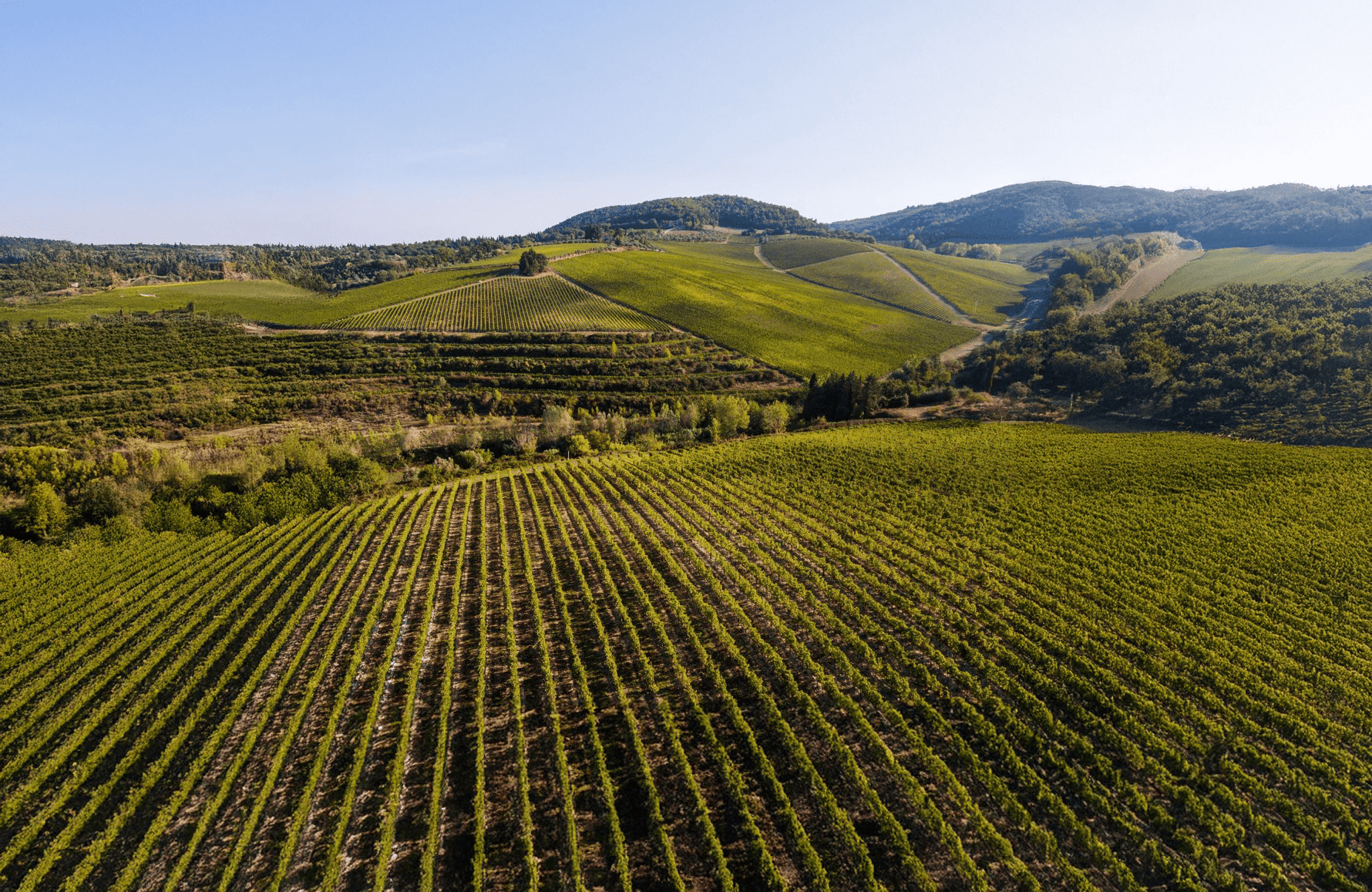 die Geschichte der Antinori - Italien