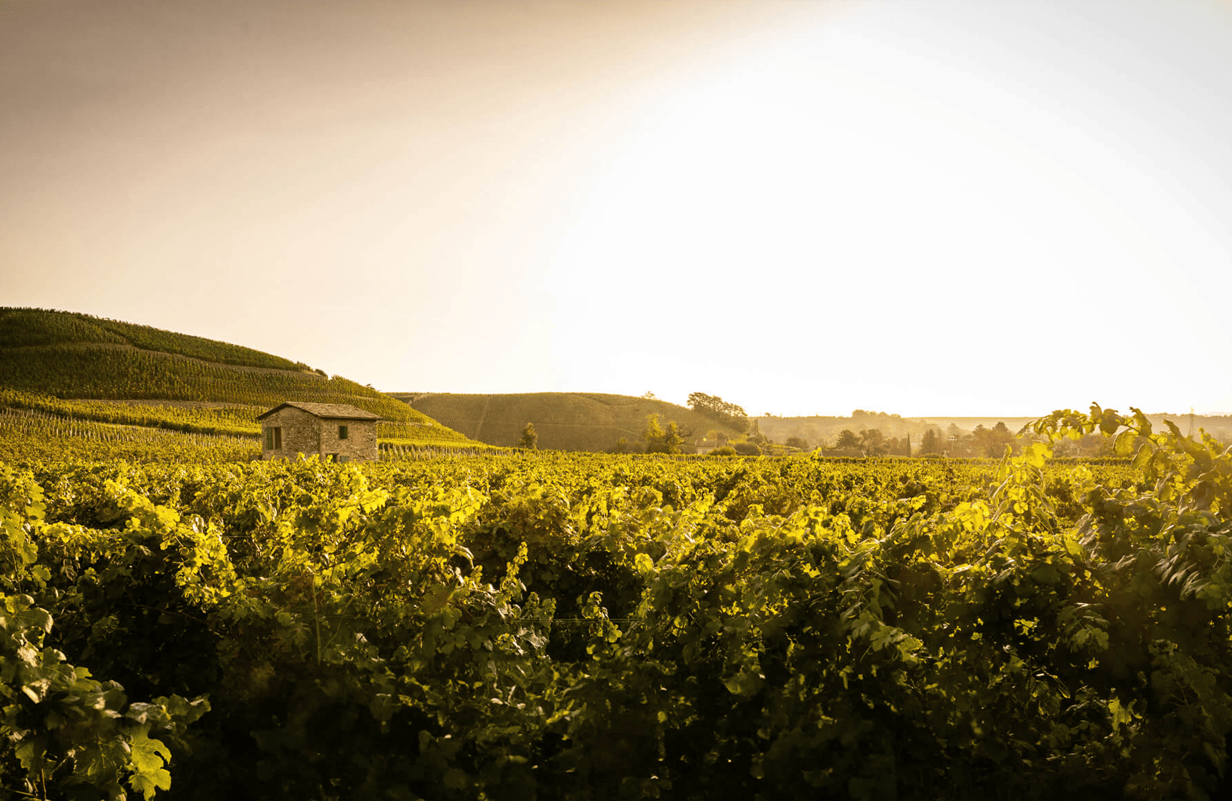 die Geschichte der Paul Jaboulet Aîné Estates