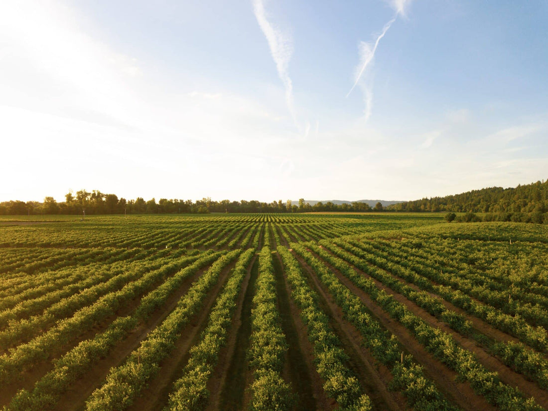 Vignoble