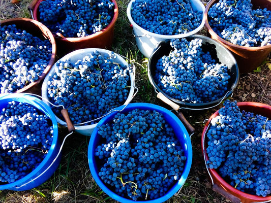 bacs raisins vendanges