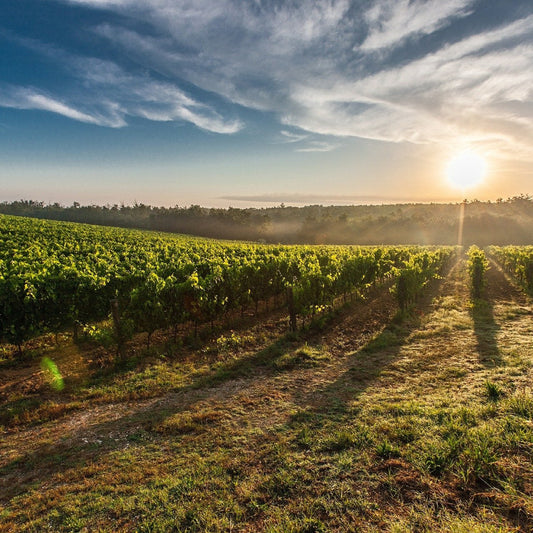 Canicule : Comment protéger vos vins des fortes chaleurs ?