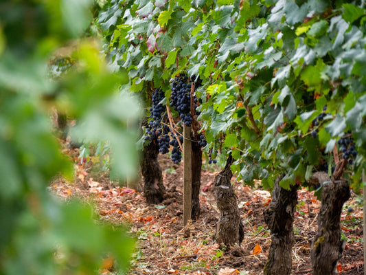Château Calon Ségur fait peau neuve