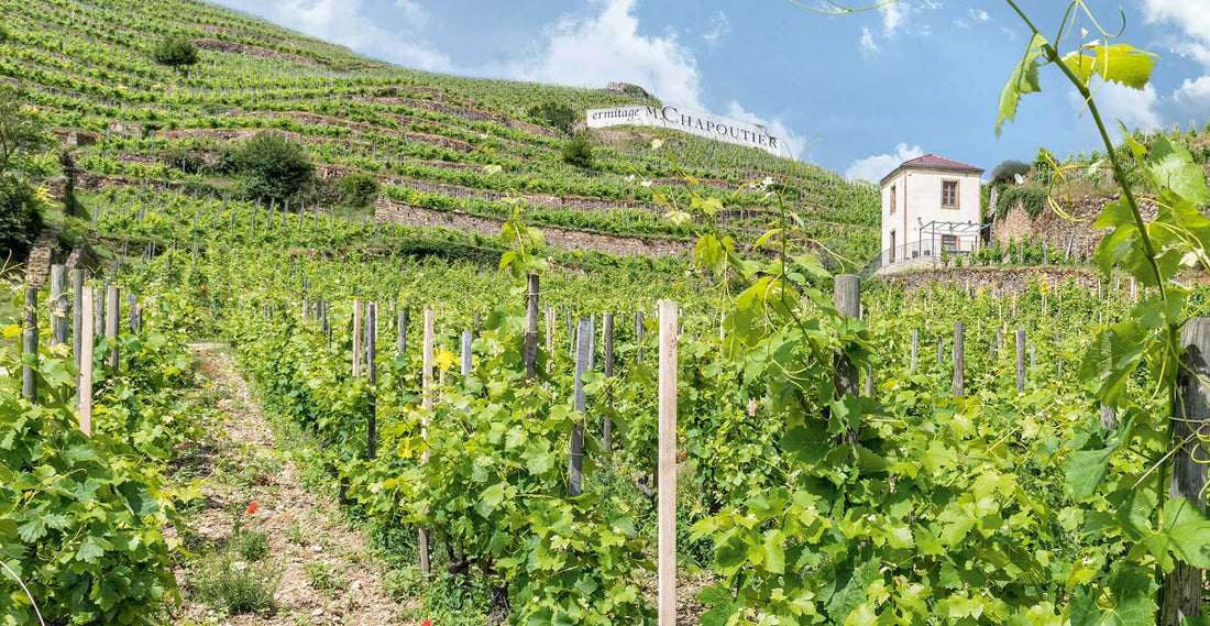 chapoutier-vignes