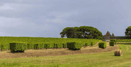 Château Yquem