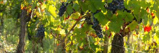 vallon-marcillac-clairvaux-cros-cassagnes-vignes