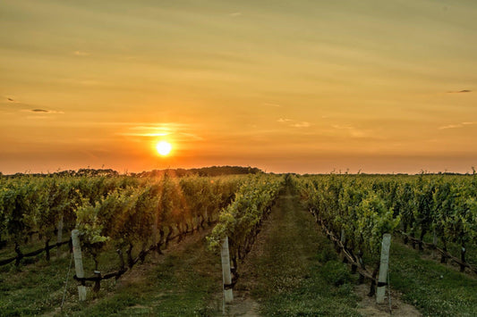 Château d'Yquem 2021 : sortie d’un vin mythique