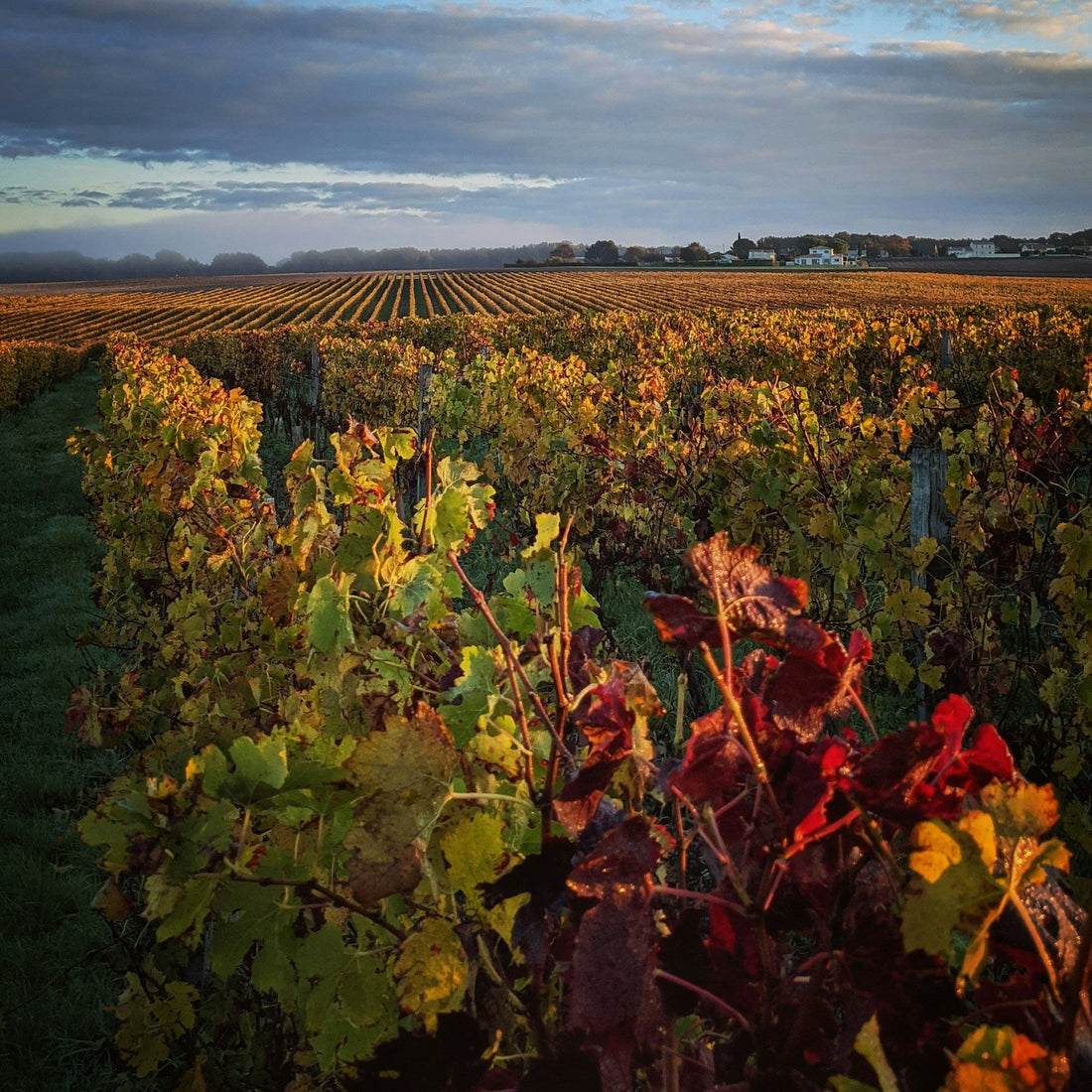 Vignes