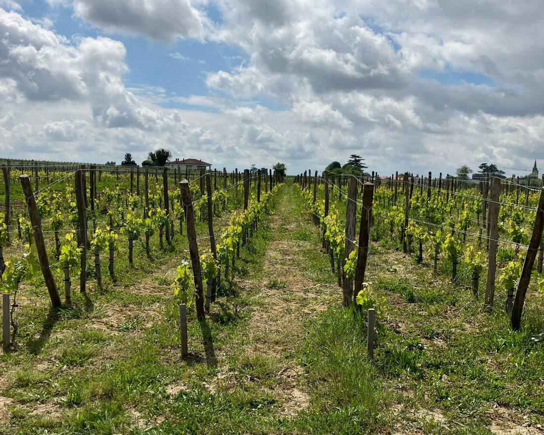Vignoble