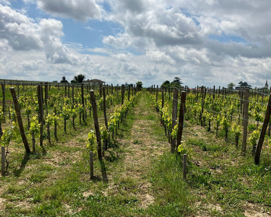 Vignoble