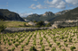 Weingut Pas de l'Escalette