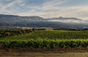 Clos Canarelli