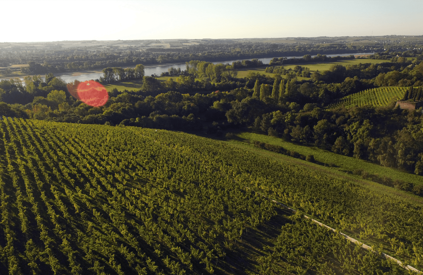 Domaine de la Coulée de Serrant