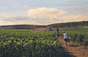 Weingut Bertagna