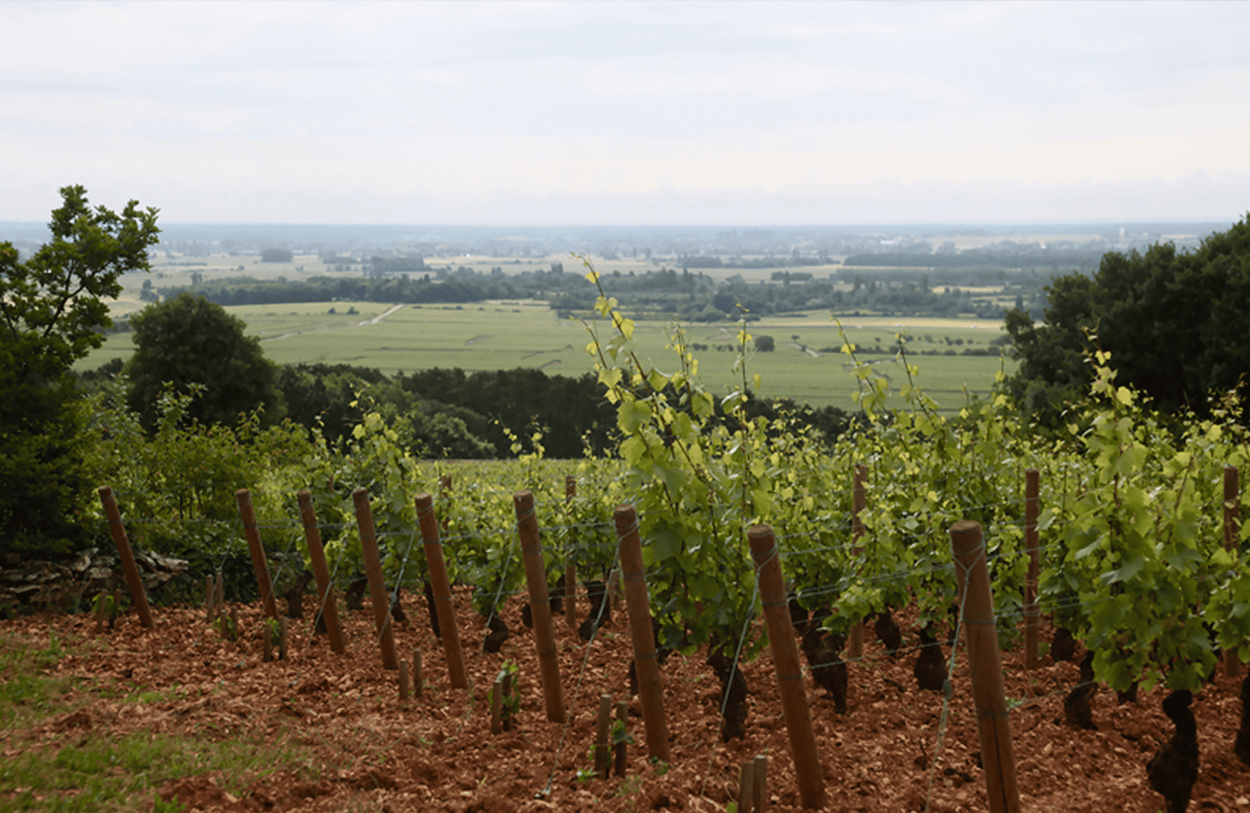 Domaine Etienne Sauzet