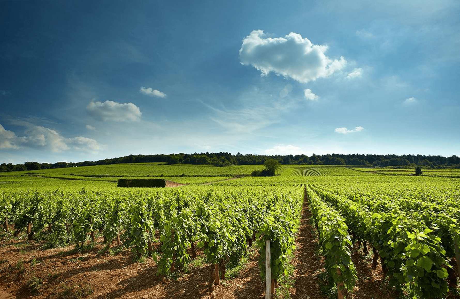 Domaine David Duband