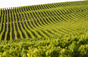 Champagner-Drapier