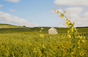 Champagner Louis Roederer