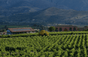 Tenuta Delle Terre Nere - Italien