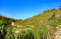 Georges Vernay Estate