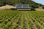 Ridge-Weinberge