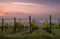 Peyre Rose Estate