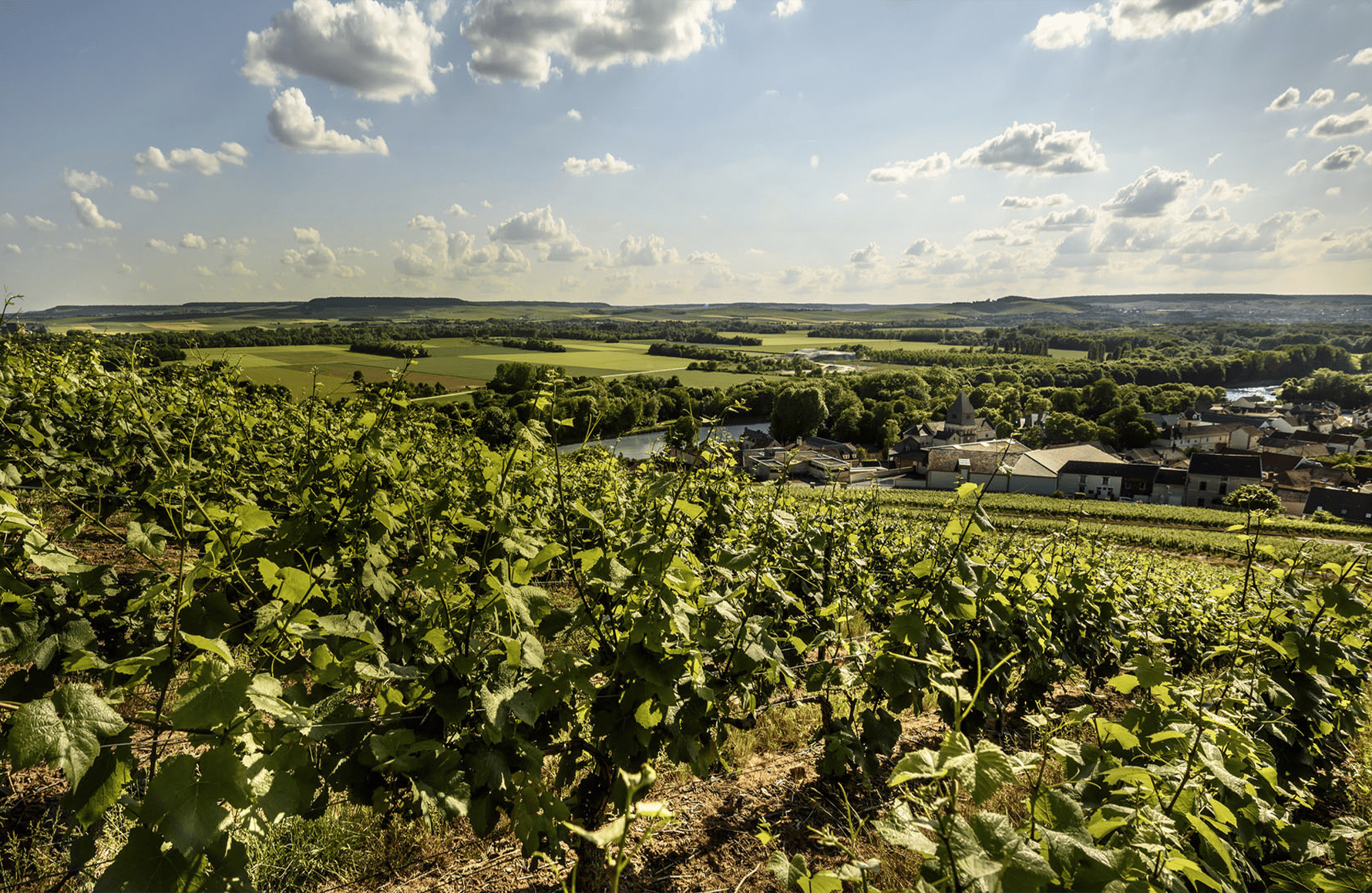 die Geschichte der Champagner Billecart Lachs