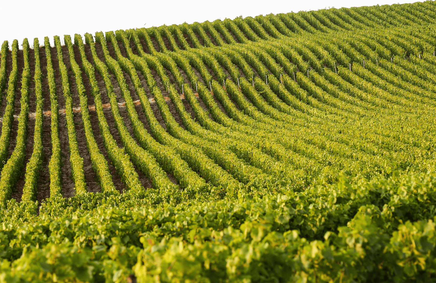 die Geschichte der Champagner-Drapier