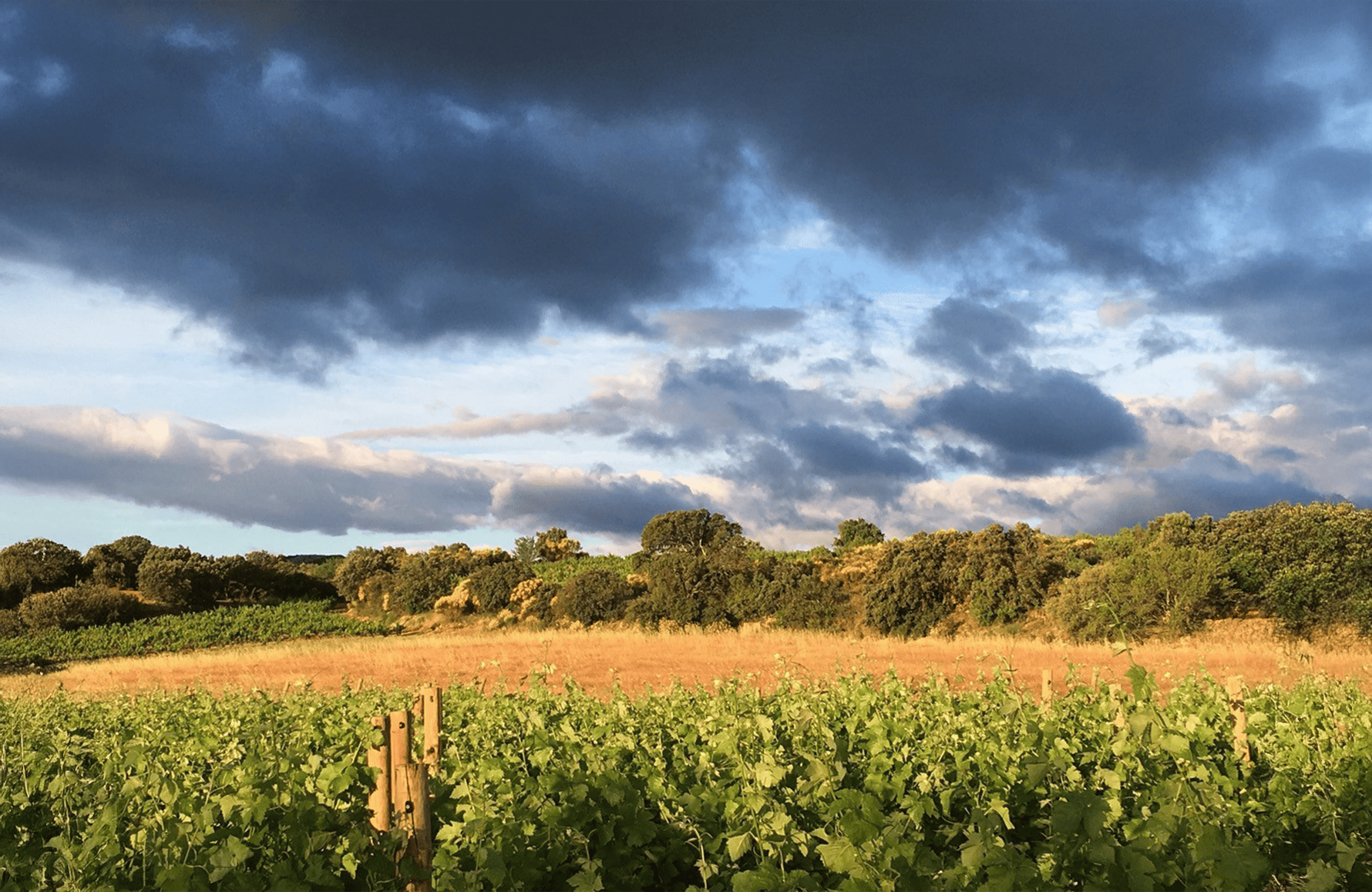 die Geschichte der Weingut Clos des Fées