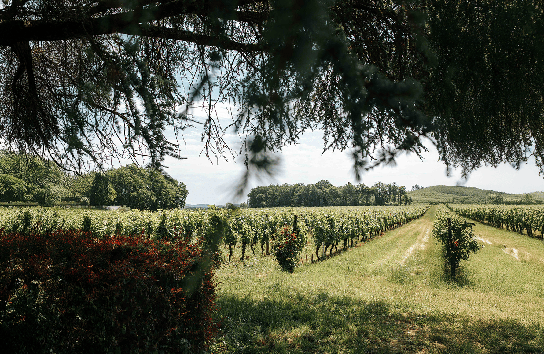 die Geschichte der Clos Triguedina