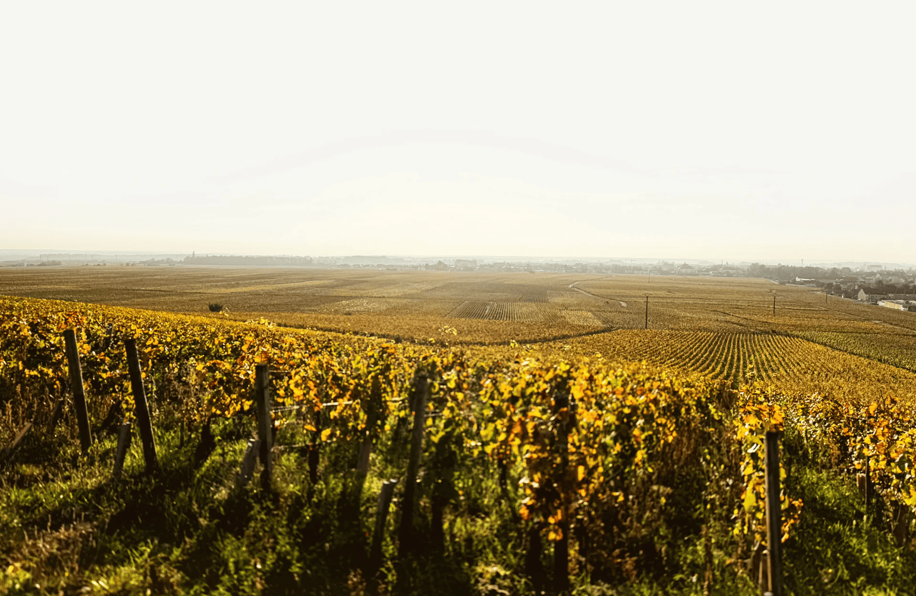die Geschichte der Domaine Chantal Lescure