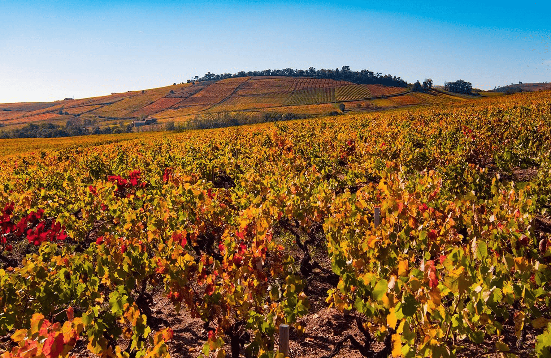 die Geschichte der Chermette Estates
