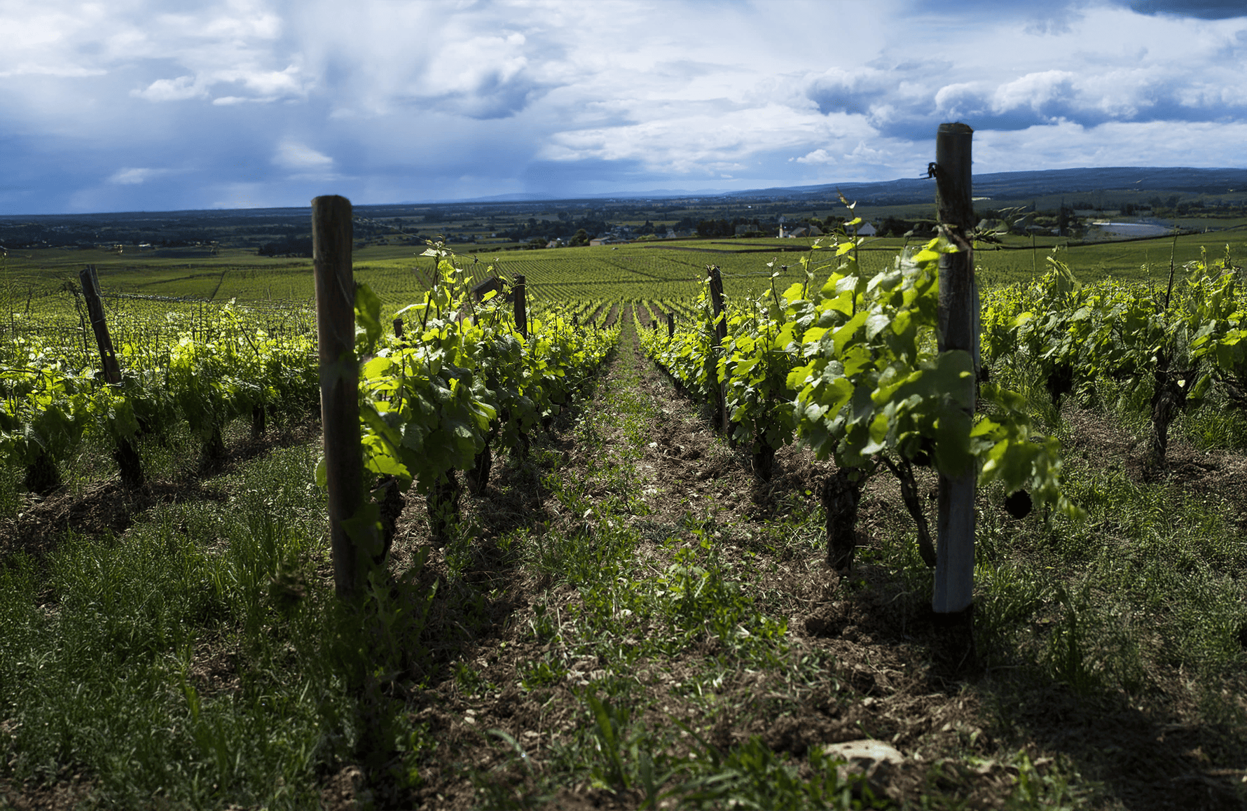 die Geschichte der Domaine Eric de Suremain