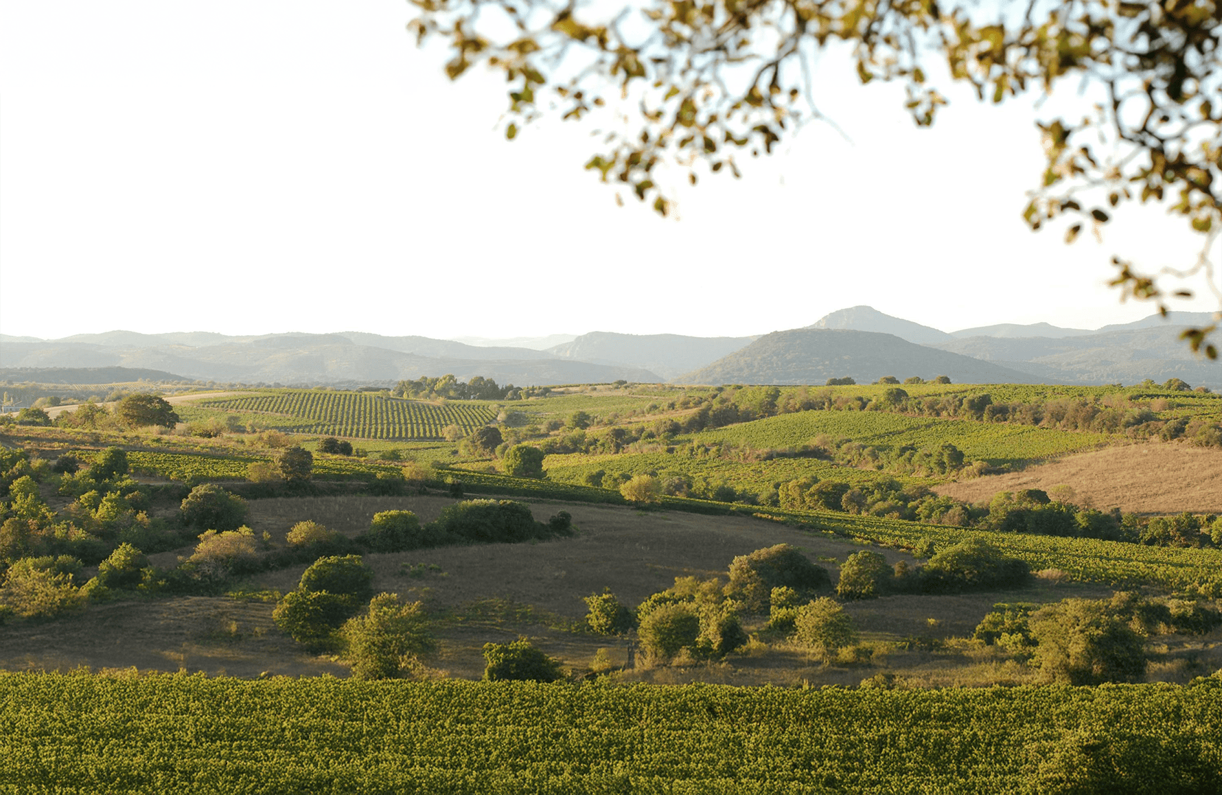 die Geschichte der Domaine des Aurelles