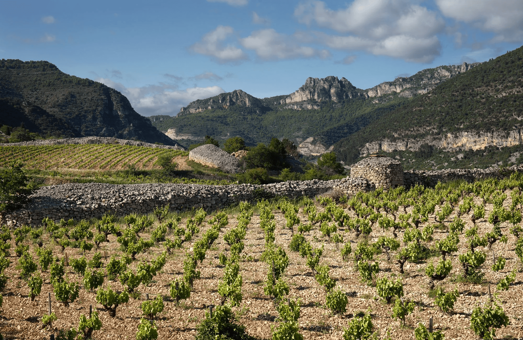die Geschichte der Weingut Pas de l'Escalette