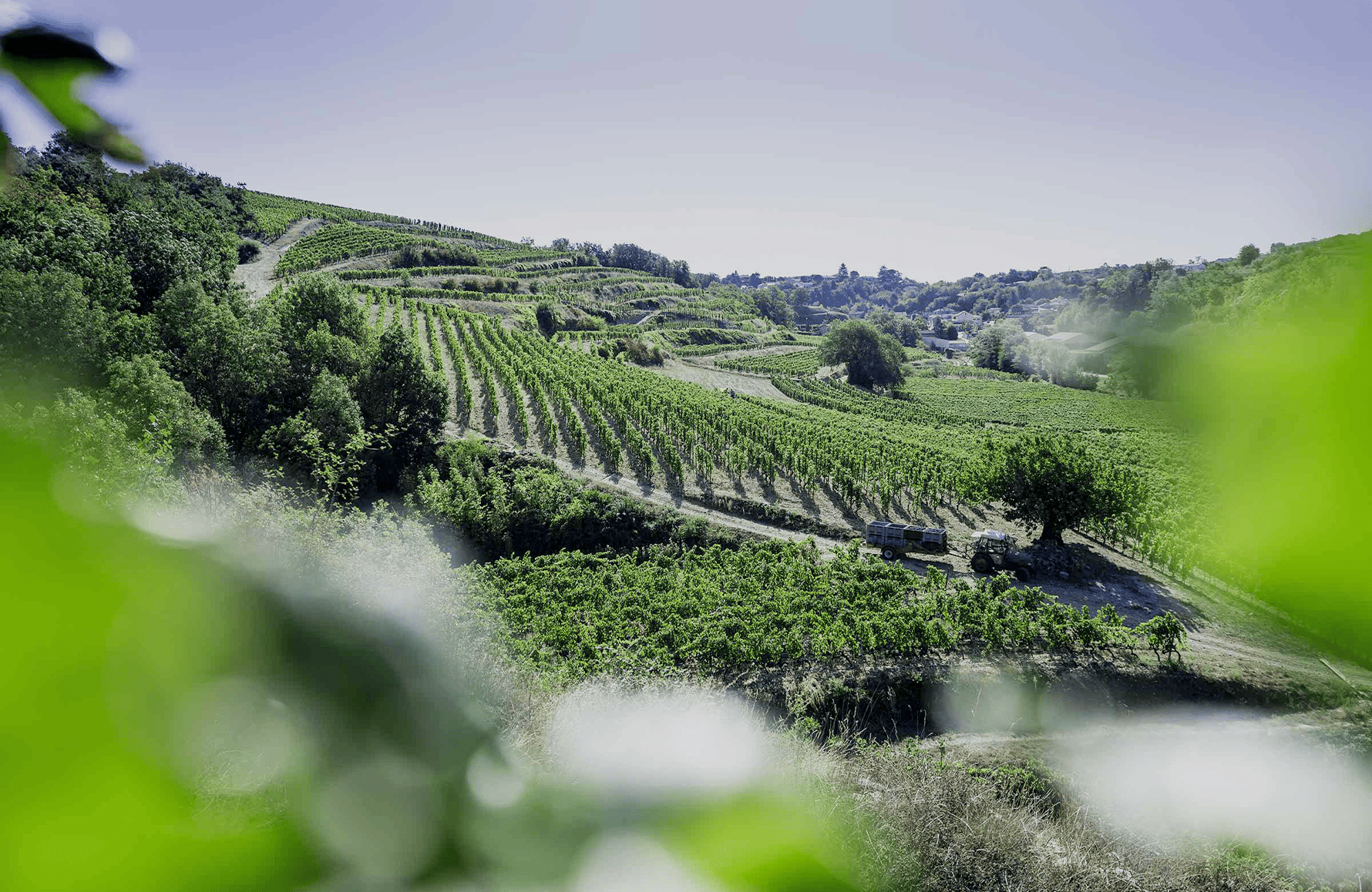 die Geschichte der Domaine Laurent Fayolle