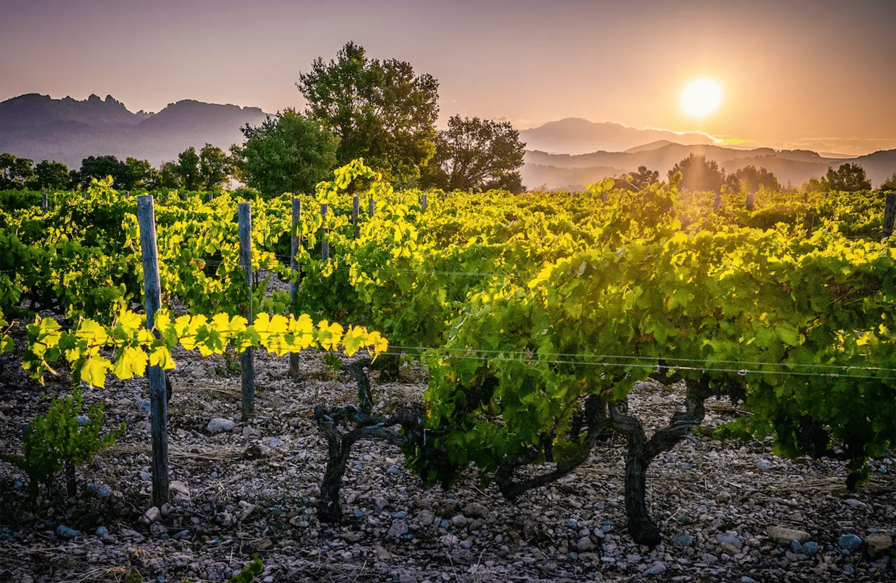 die Geschichte der Domaine le Sang des Cailloux