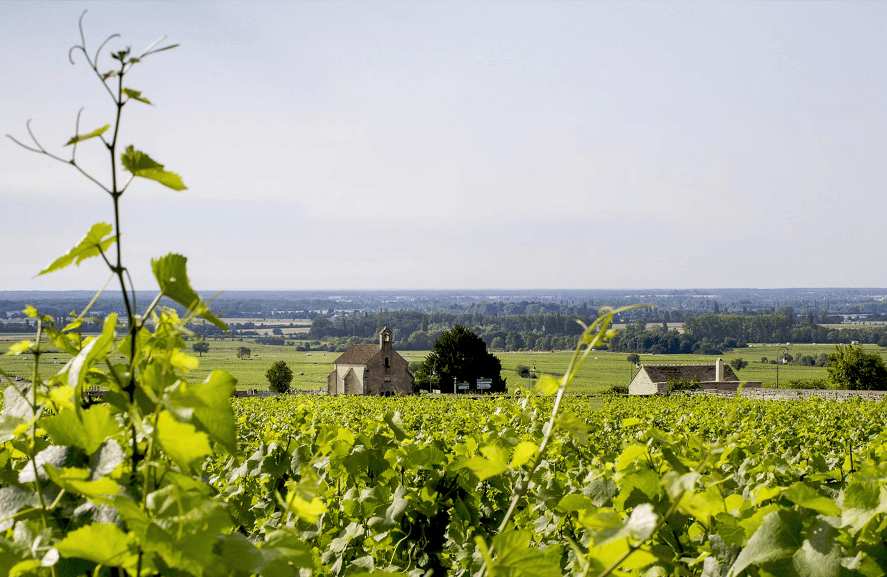 die Geschichte der Michel Lafarge Estate