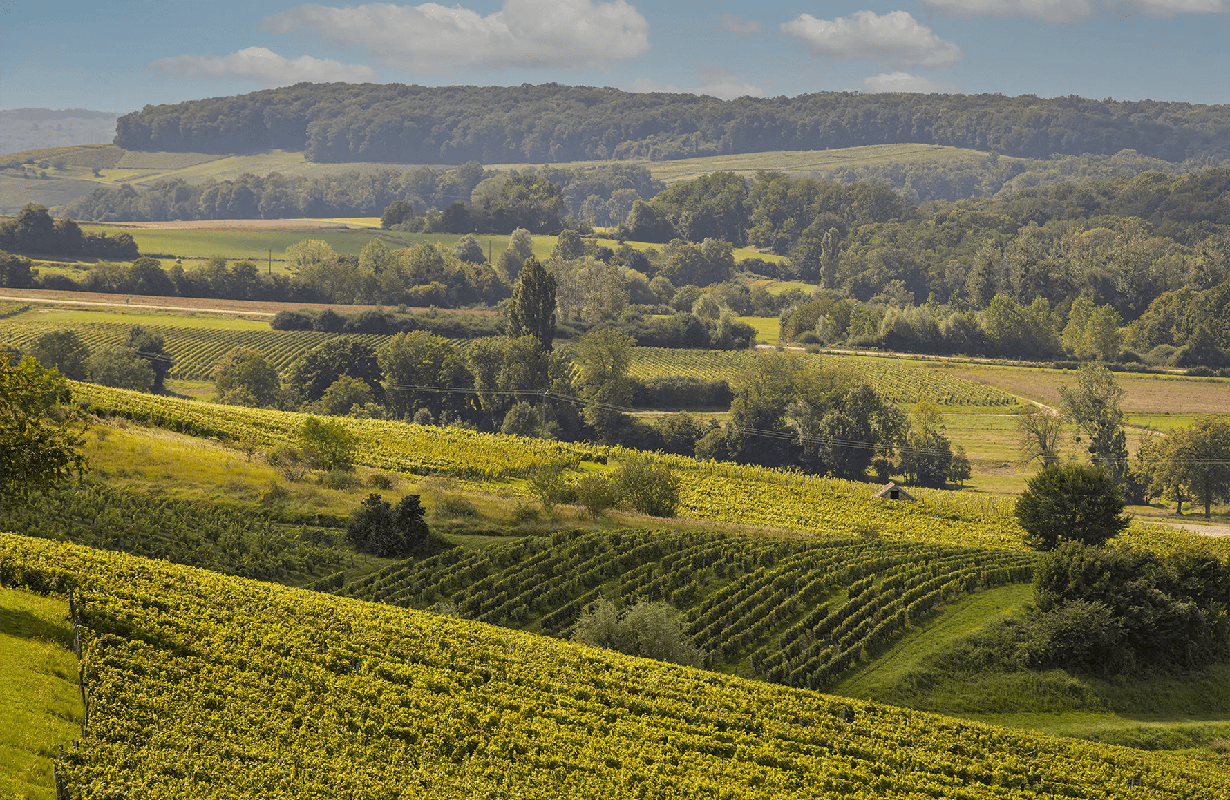 l’histoire du Domaine Rolet