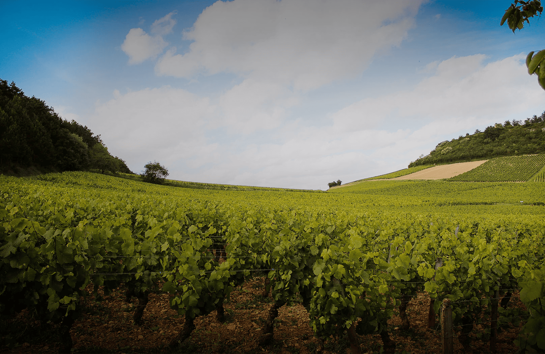 die Geschichte der Domaine Theulot Juillot