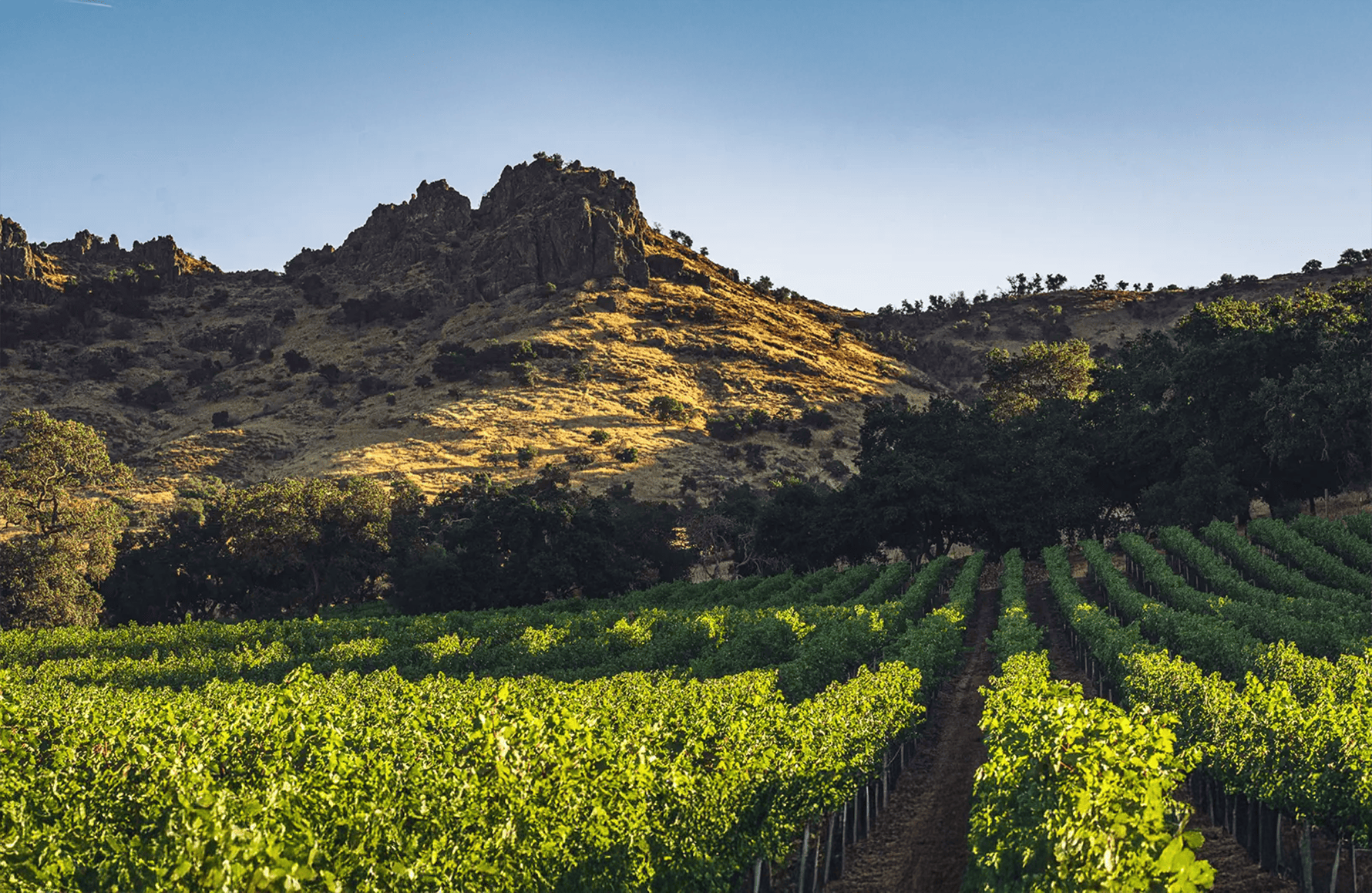 l’histoire du Stag’s Leap - Napa Valley