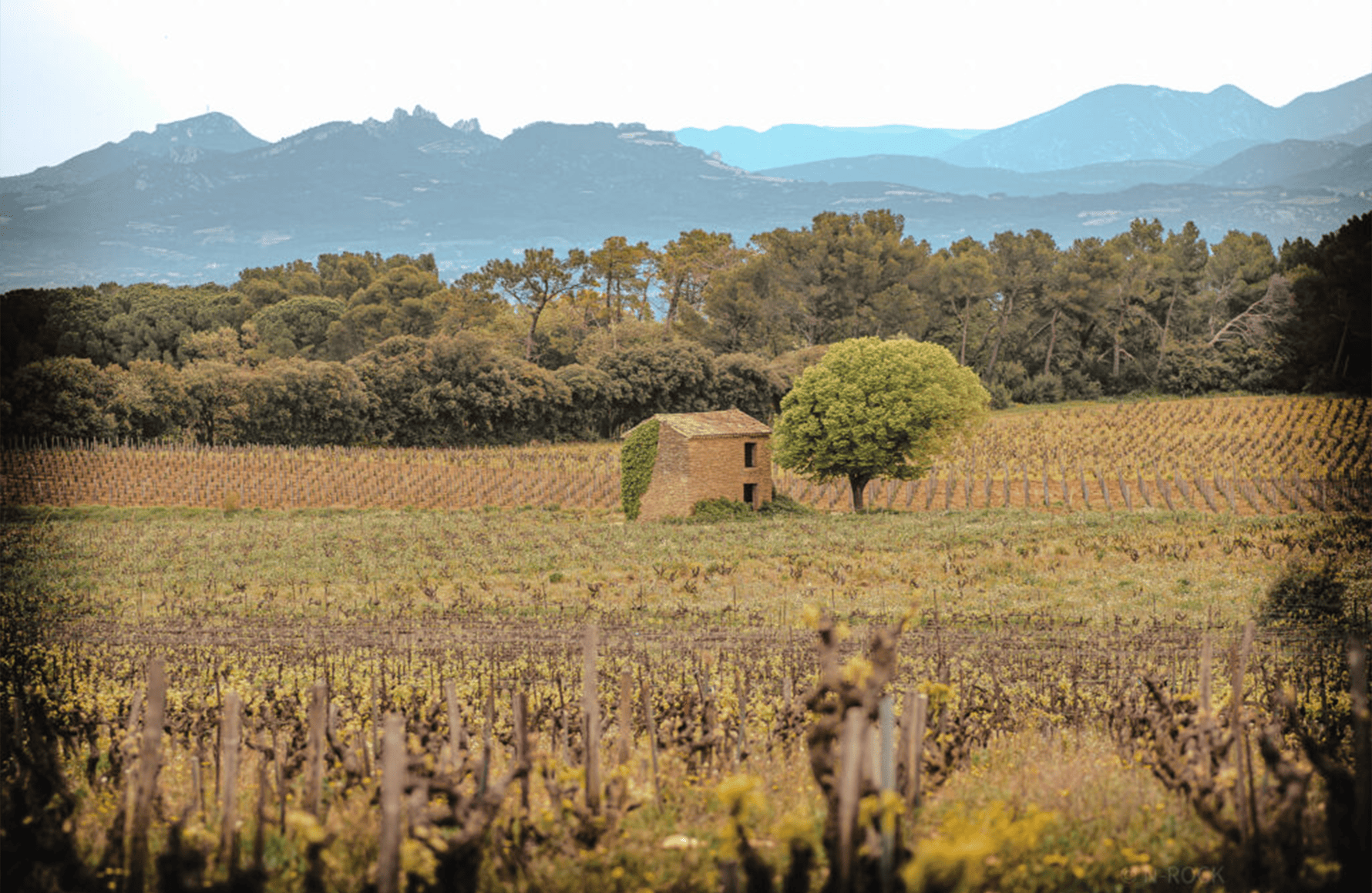 die Geschichte der Brunier Weinberge